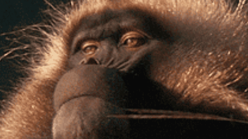 Chillest Monkey